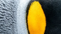 Linux Processes - LFCS, RHCSA, Linux+ domain coverage