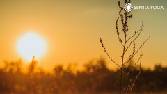 Embrace Joy With Yoga